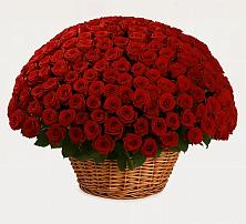 Премиум букет из: Розы в Козмодемьянске